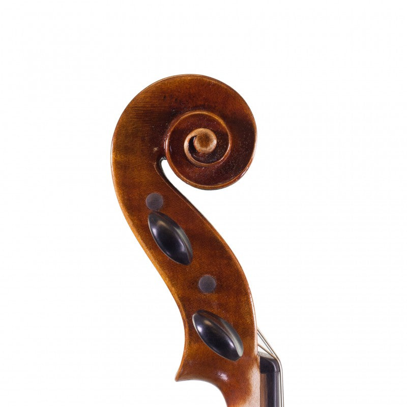 Holstein Traditional Panette Viola
